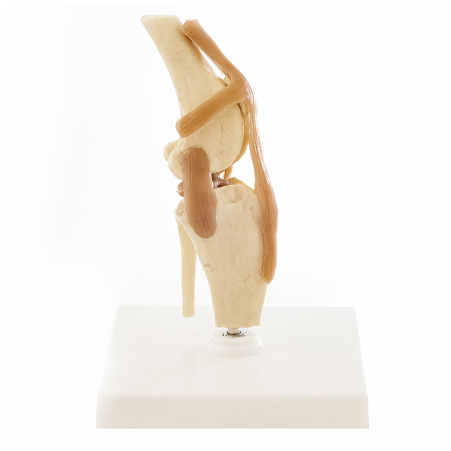 Canine Knee Joint Model  Canine Knee Joint Model